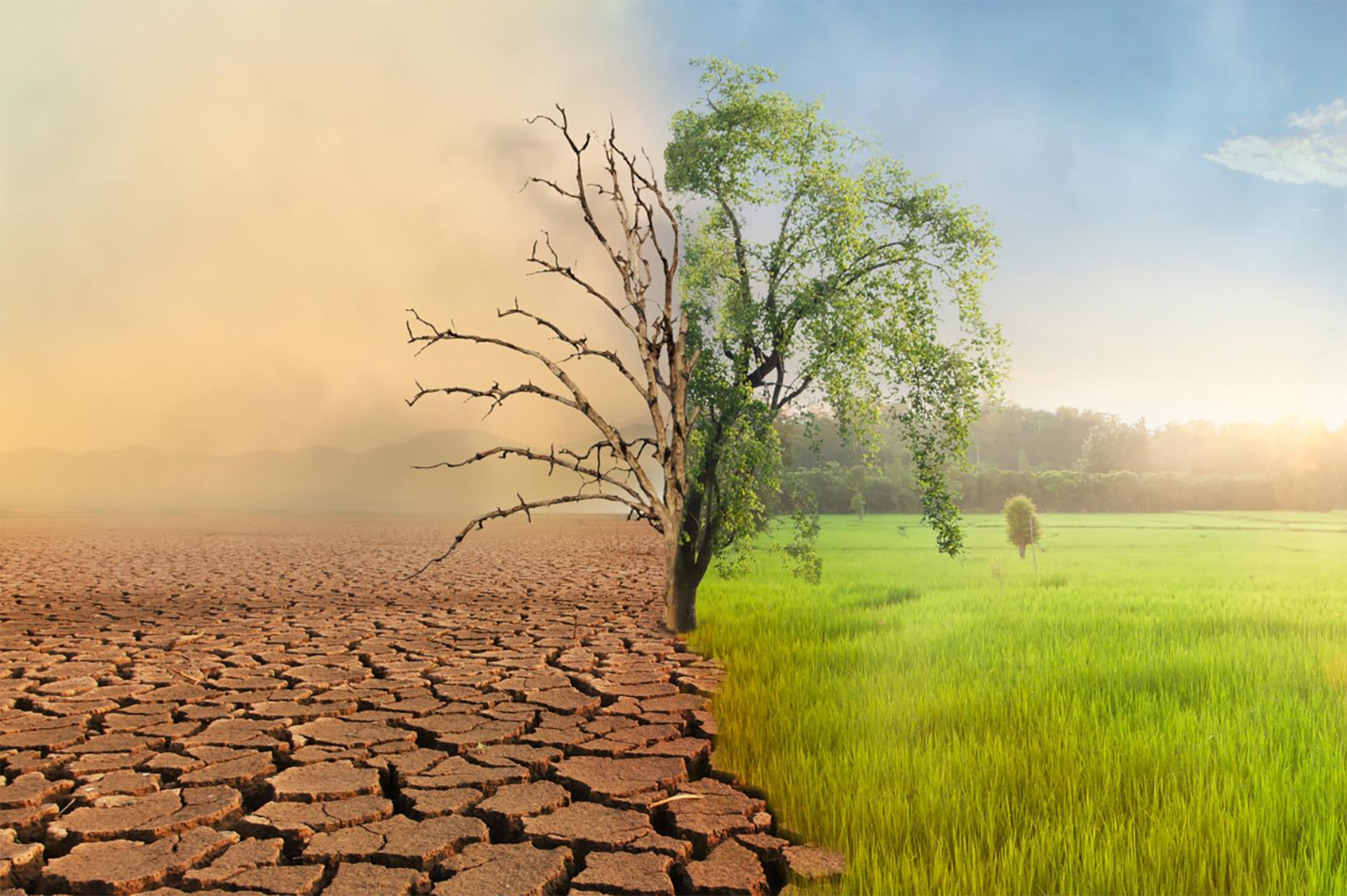 A tree and grass in a dry land shows a contrast
