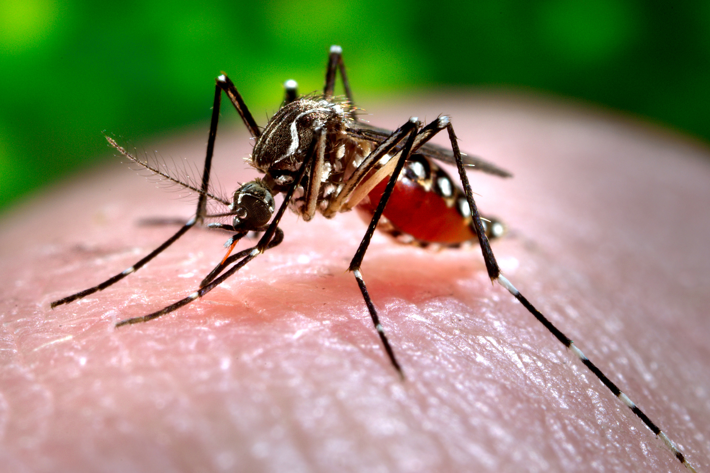 Dengue vector 