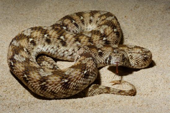 Echis ocellatus
